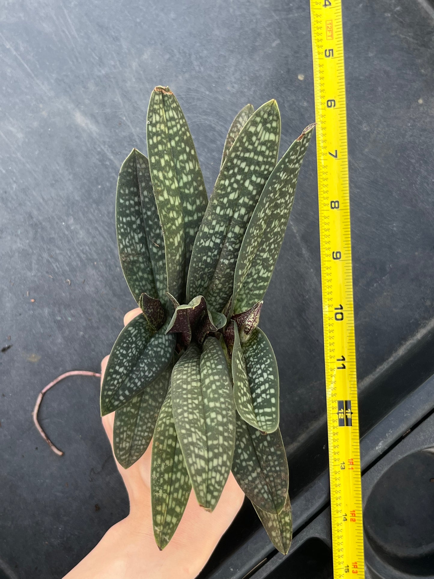 Paphiopedilum micranthum