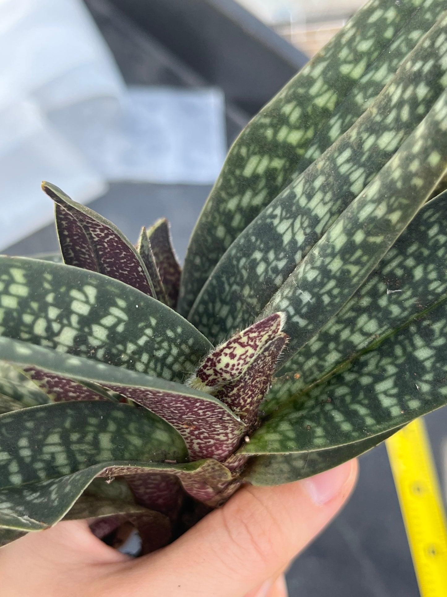 Paphiopedilum micranthum