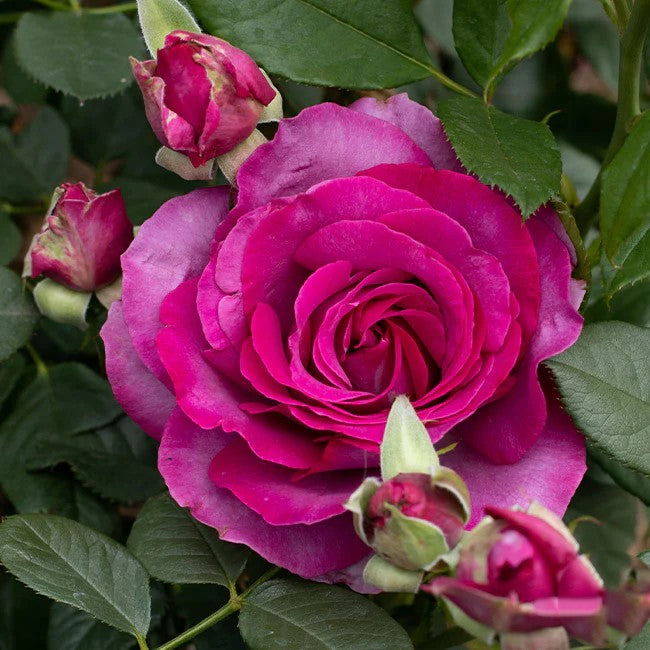 Perfume Factory™ Shrub Rose Brush Live Plant, 5 gallon