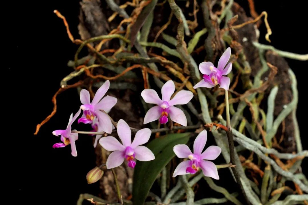 Phalaenopsis wilsonii