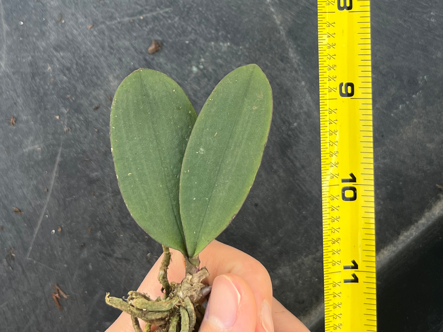Phalaenopsis wilsonii