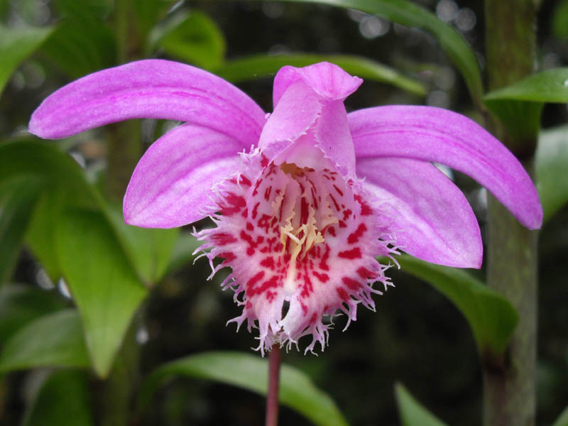 Pleione bulbocodioides
