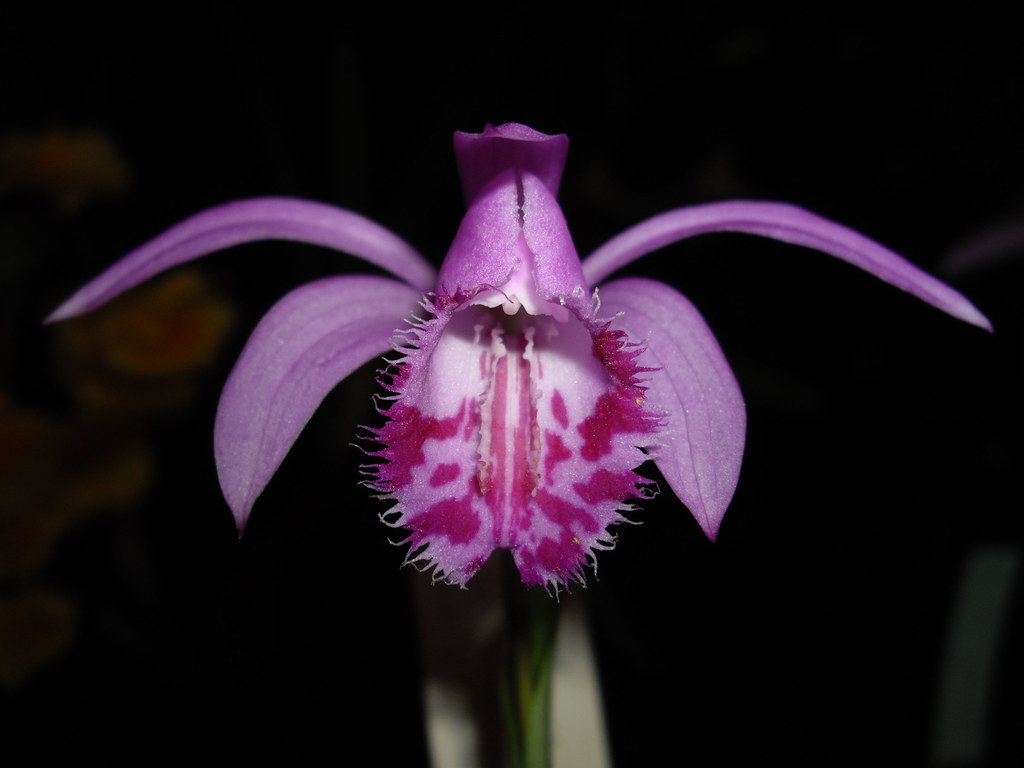 Pleione bulbocodioides
