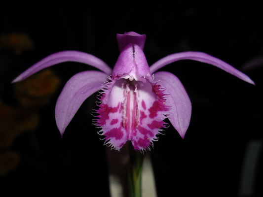 Pleione bulbocodioides