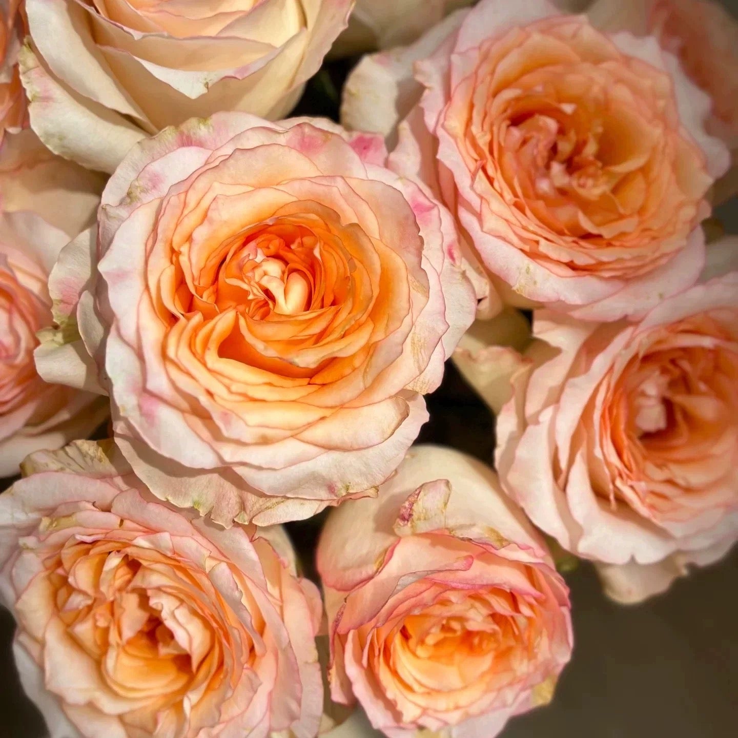 'Poetica' Shrub Rose
