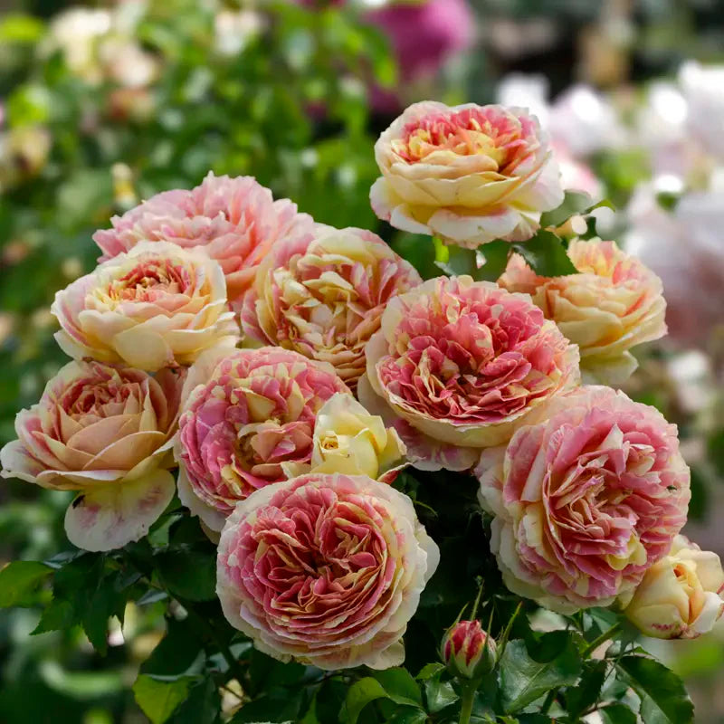Pop Art™ Shrub Rose Brush Live Plant, 5 gallon
