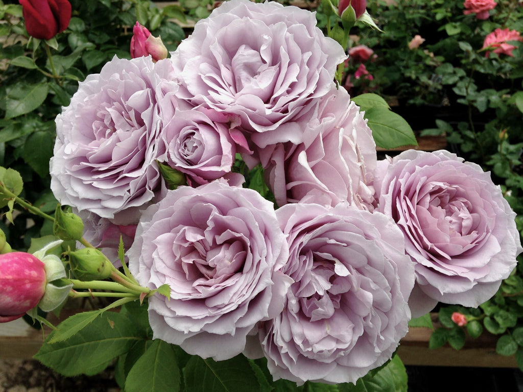 Poseidon™ Shrub Rose Brush Live Plant, 5 gallon