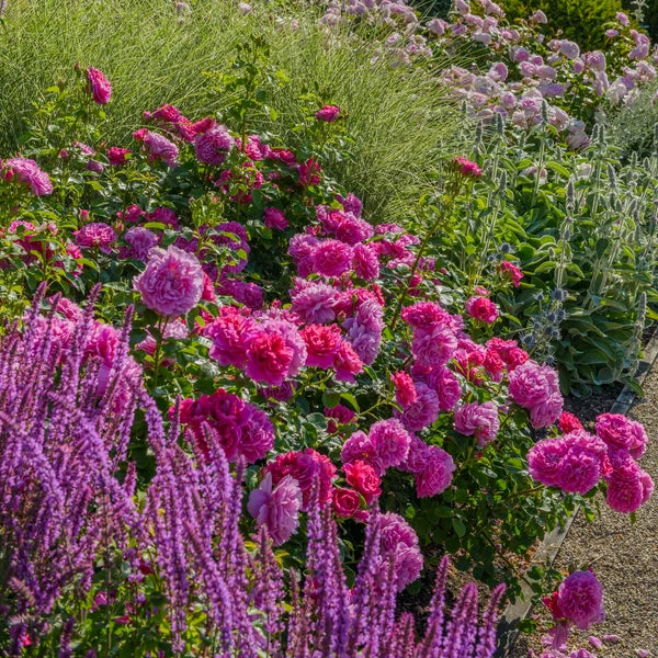 Princess Anne® (AUSkitchen) David Austin® Shrub Rose Brush Live Plant, 3-5 gallon