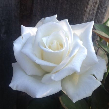 Queen Mary 2™ Shrub Rose Brush Live Plant, 5 gallon
