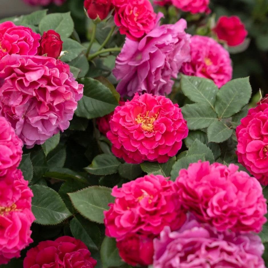 'Taoe' Shrub Rose
