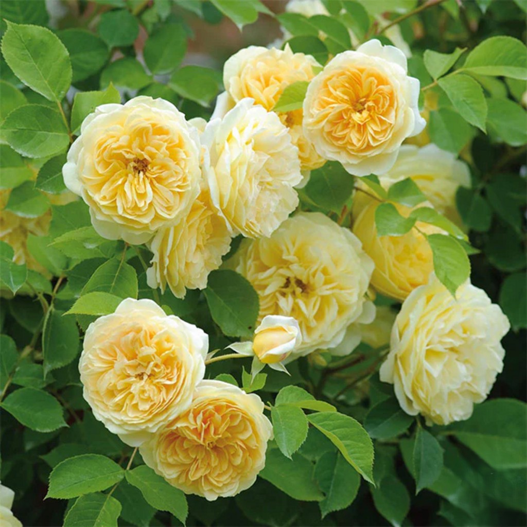 Teasing Georgia® (AUSbaker) David Austin® Climbing Rose Brush Live Plant, 5 gallon
