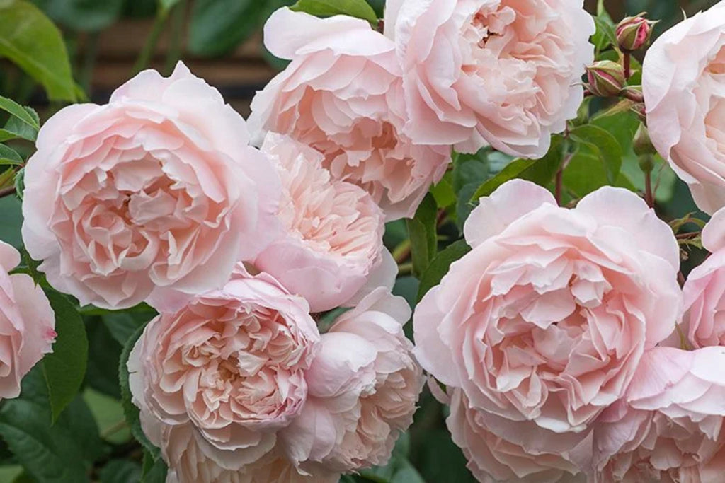 The Generous Gardener® (AUSdrawn) David Austin® Climbing Rose Brush Live Plant, 5 gallon
