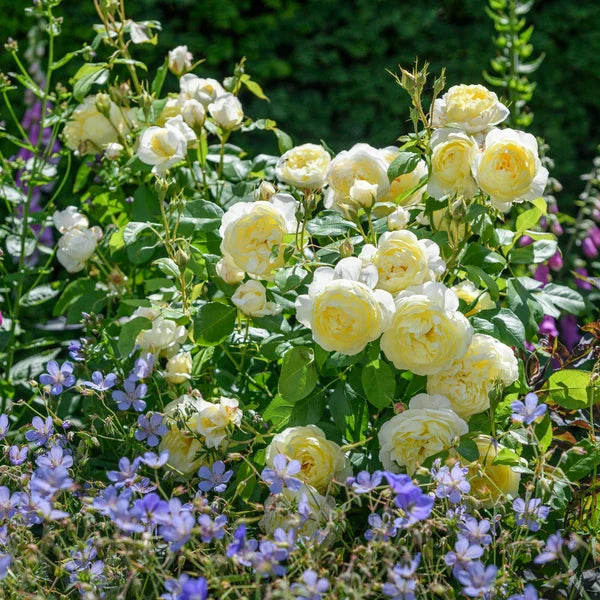 Vanessa Bell® (AUSeasel) David Austin® Shrub Rose Brush Live Plant, 3-5 gallon