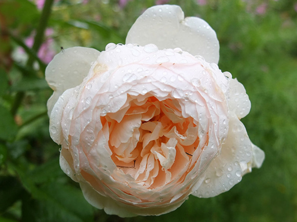 Windermere® (AUShomer) David Austin® Shrub Rose Brush Live Plant, 5 gallon