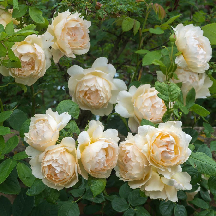 Wollerton Old Hall® (AUShomer) David Austin® Climbing Rose Brush Live Plant, 5 gallon