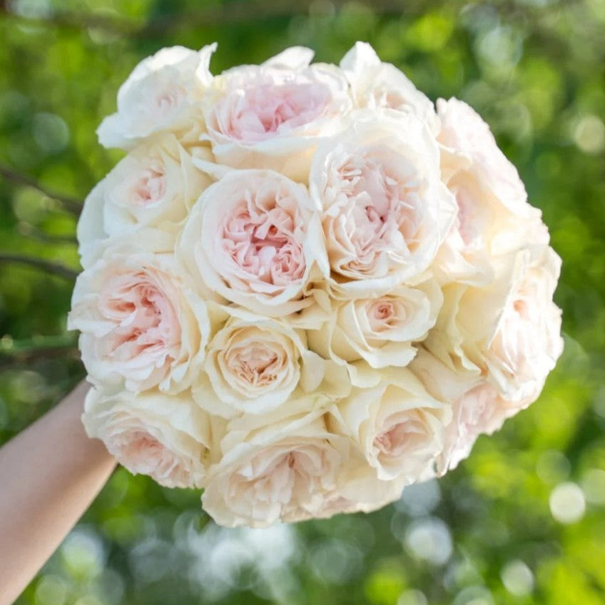 'Xiangsaixue' Shrub Rose