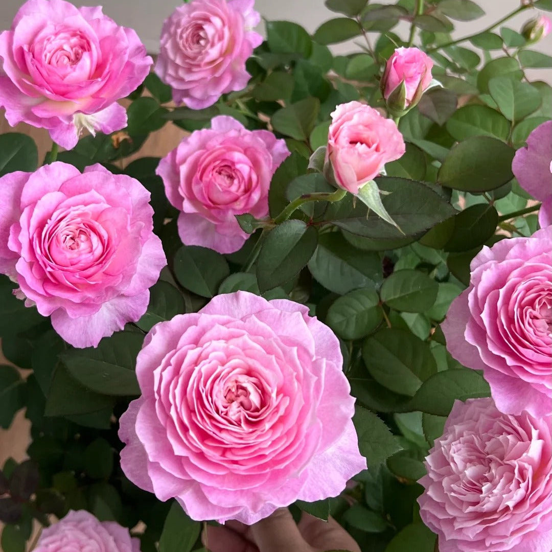 'Xingyuan Xueqing' Shrub Rose