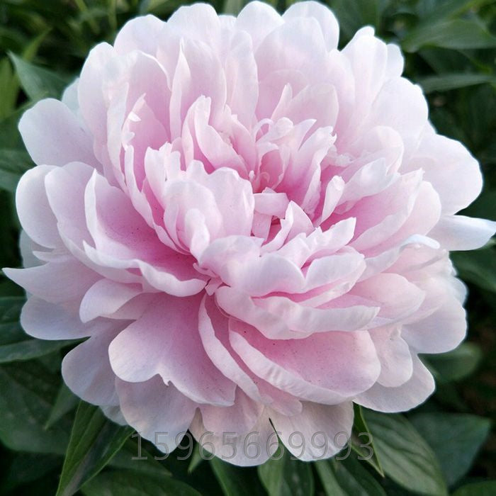 Yu Mian Tao Hua 玉面桃花 Tree Peony