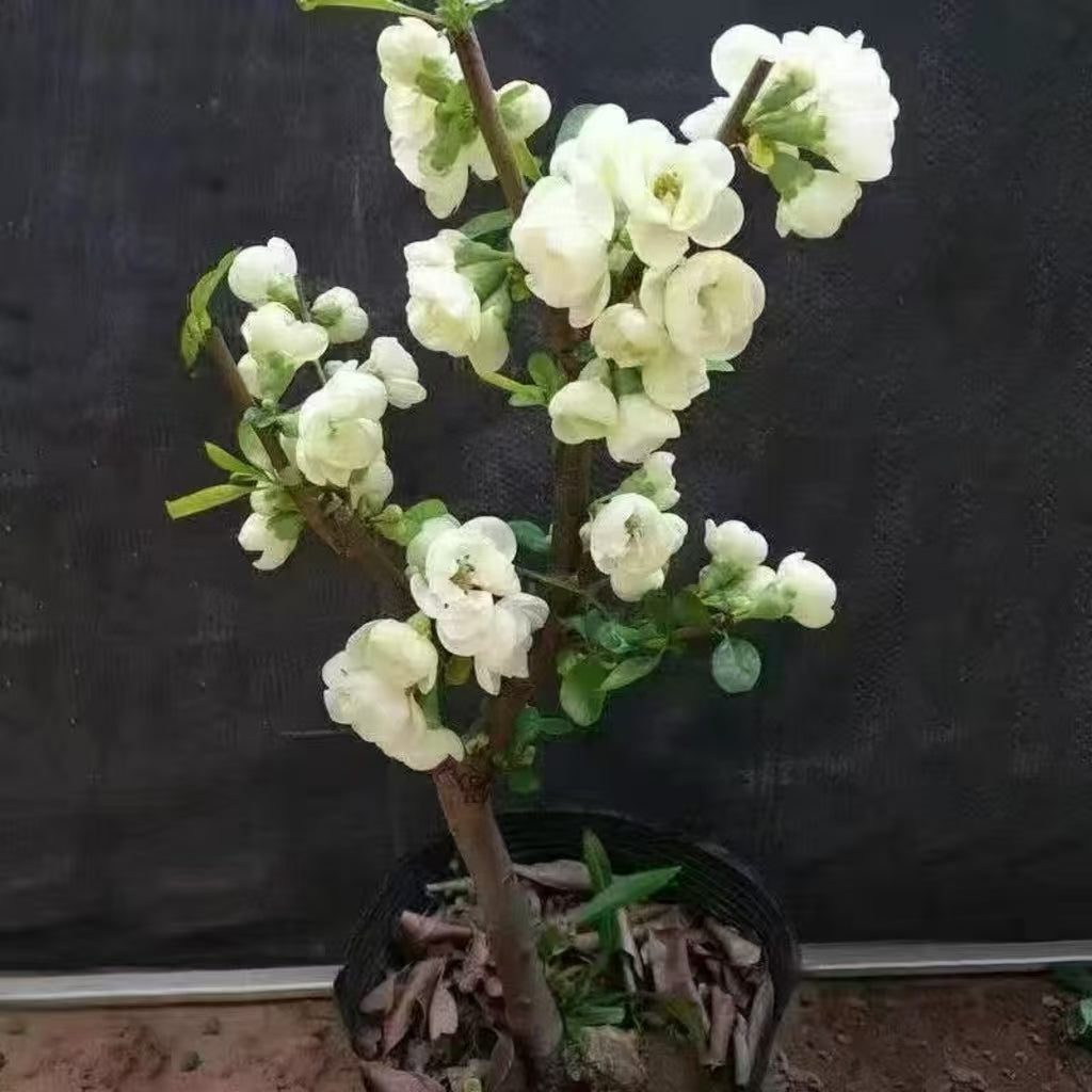 'White Rose Promise' Japanese Flowering Quince