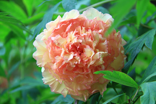Souvenir de Maxime Cornu 金阁 Tree Peony
