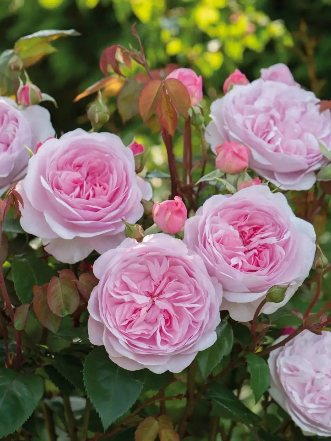 Olivia Rose Austin® (Ausmixture) David Austin® Shrub Rose Brush Live Plant, 3-5 gallon