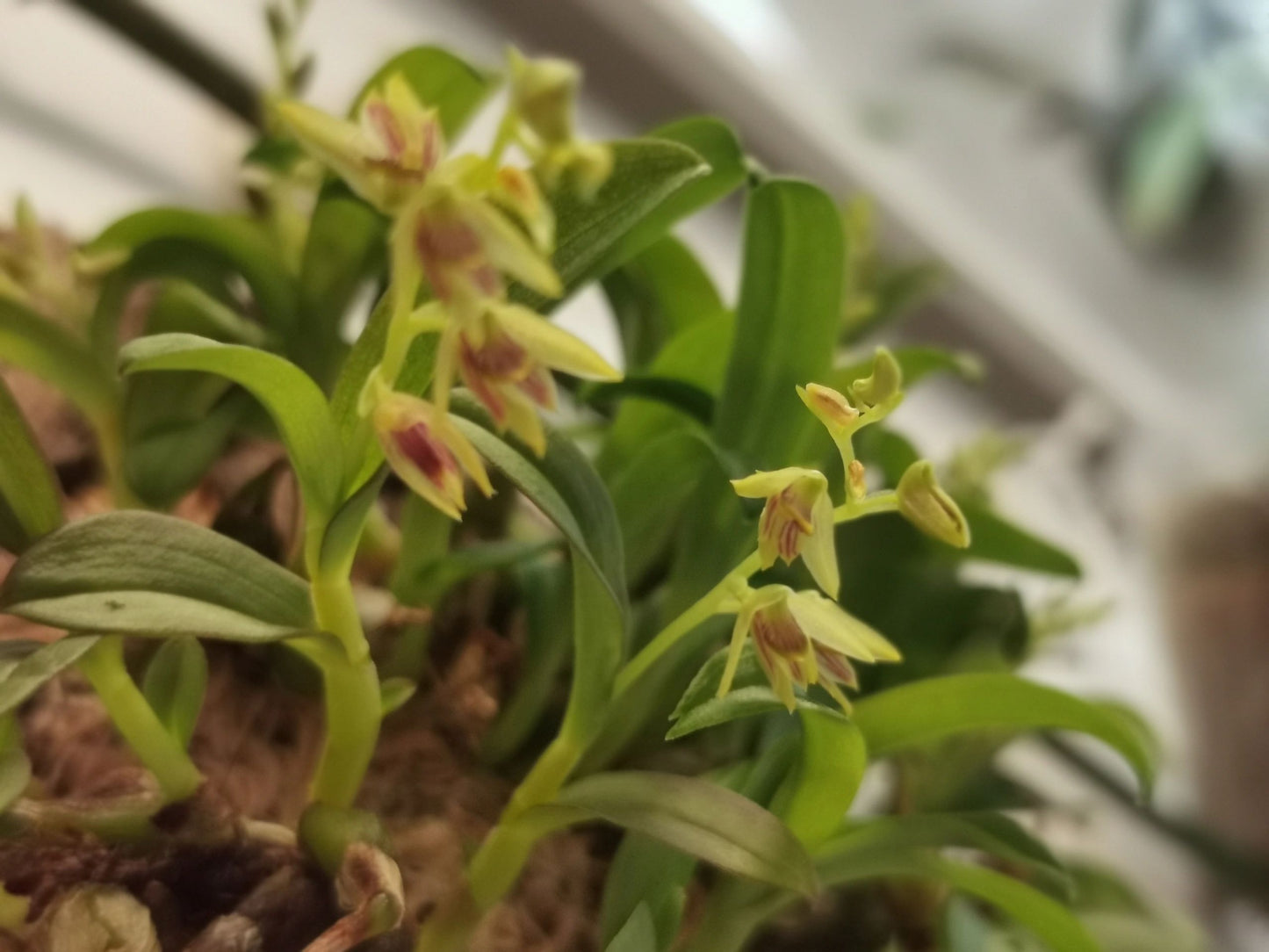 special version of Dendrobium compactum