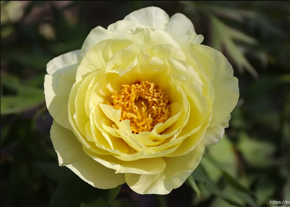 Yellow Crown 黄冠 Tree Peony