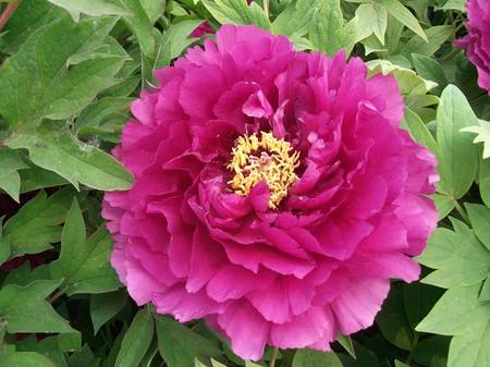 Dan Yun 彤云 Tree Peony