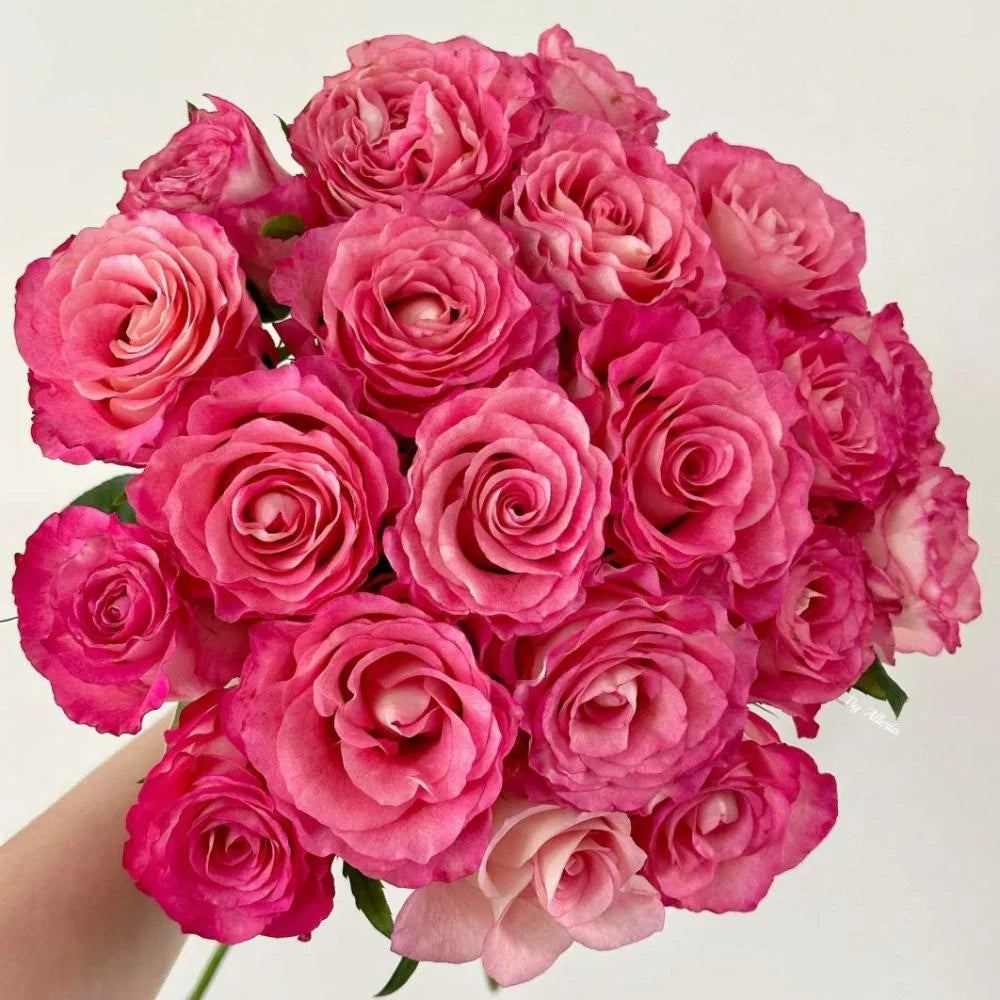 'Carmen' Shrub Rose