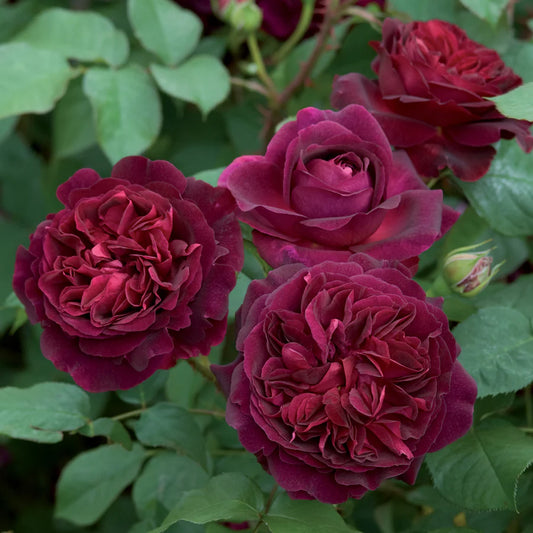 Munstead Wood® (Ausbernard) David Austin® Shrub Rose Brush Live Plant, 3-5 gallon