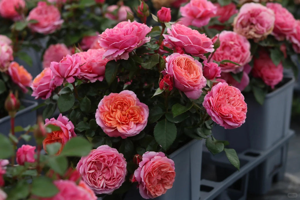 'Xingchen' Shrub Rose