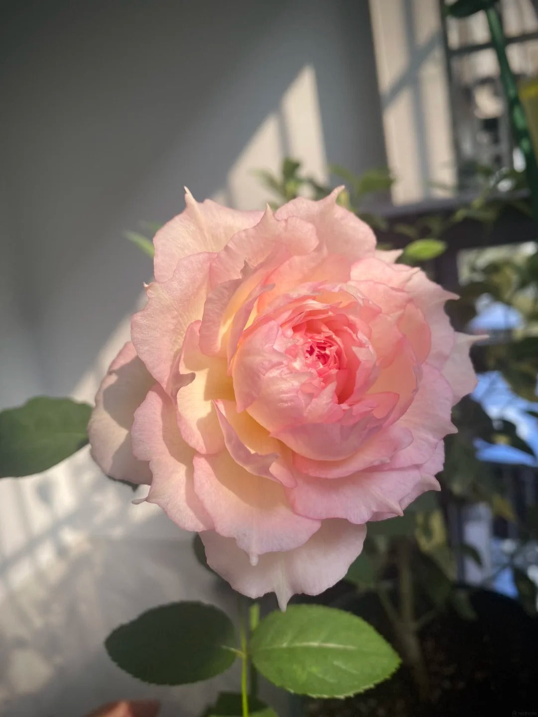 'Jade Bowl Lace' Shrub Rose