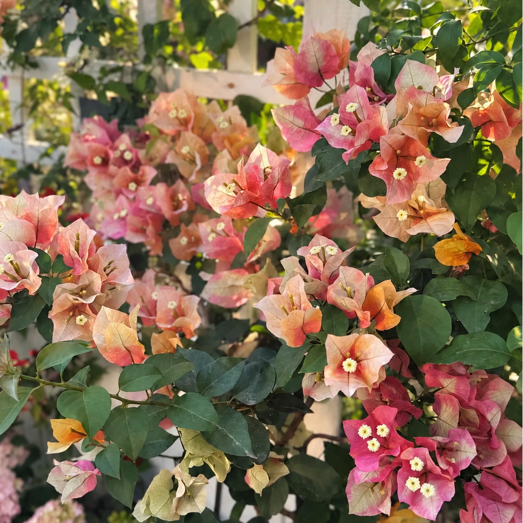 Bougainvillea 'Chitra Golden'