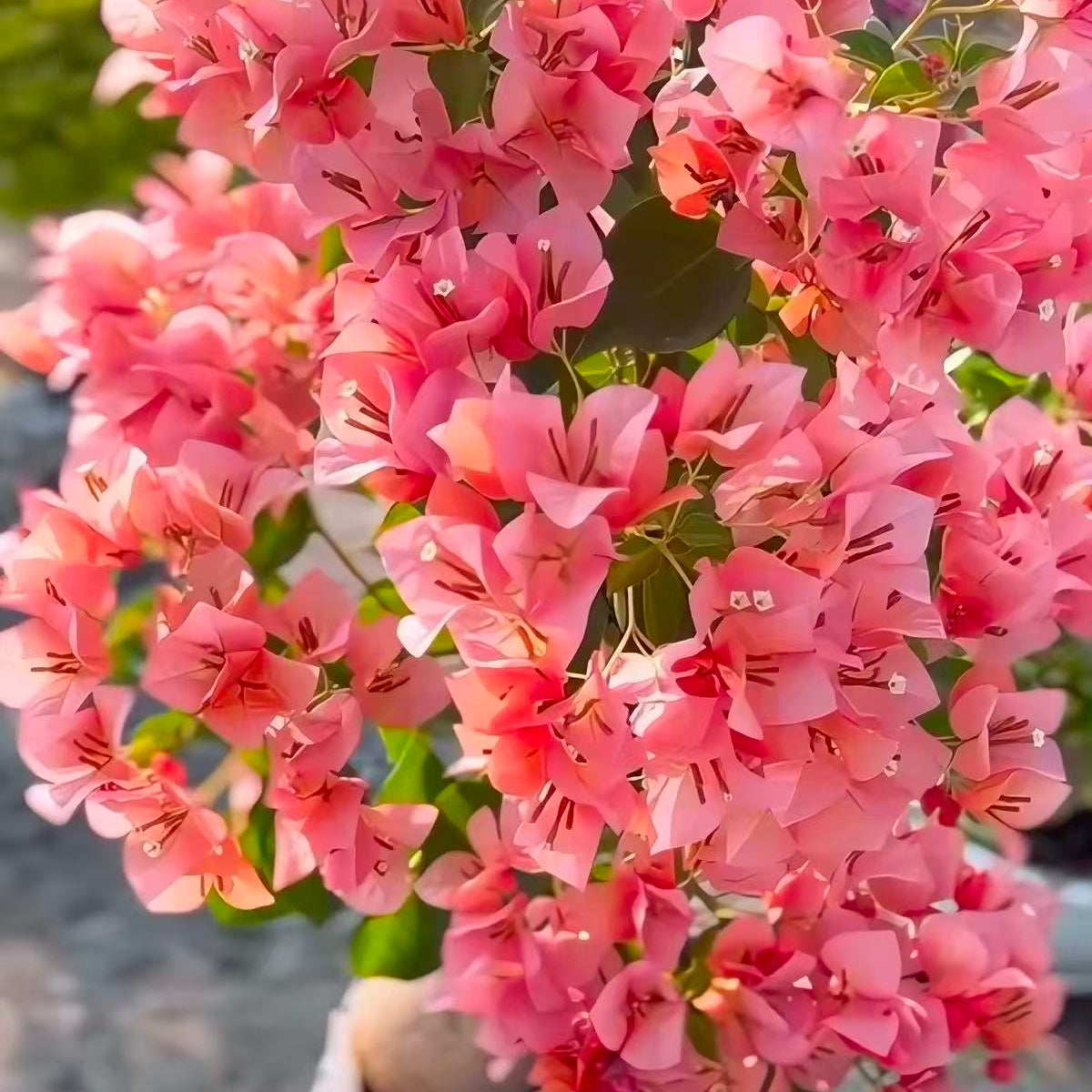 Bougainvillea 'Aruna'