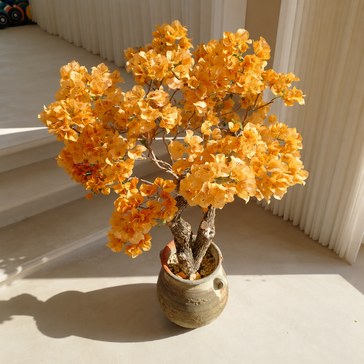 Bougainvillea 'Golden Glow'