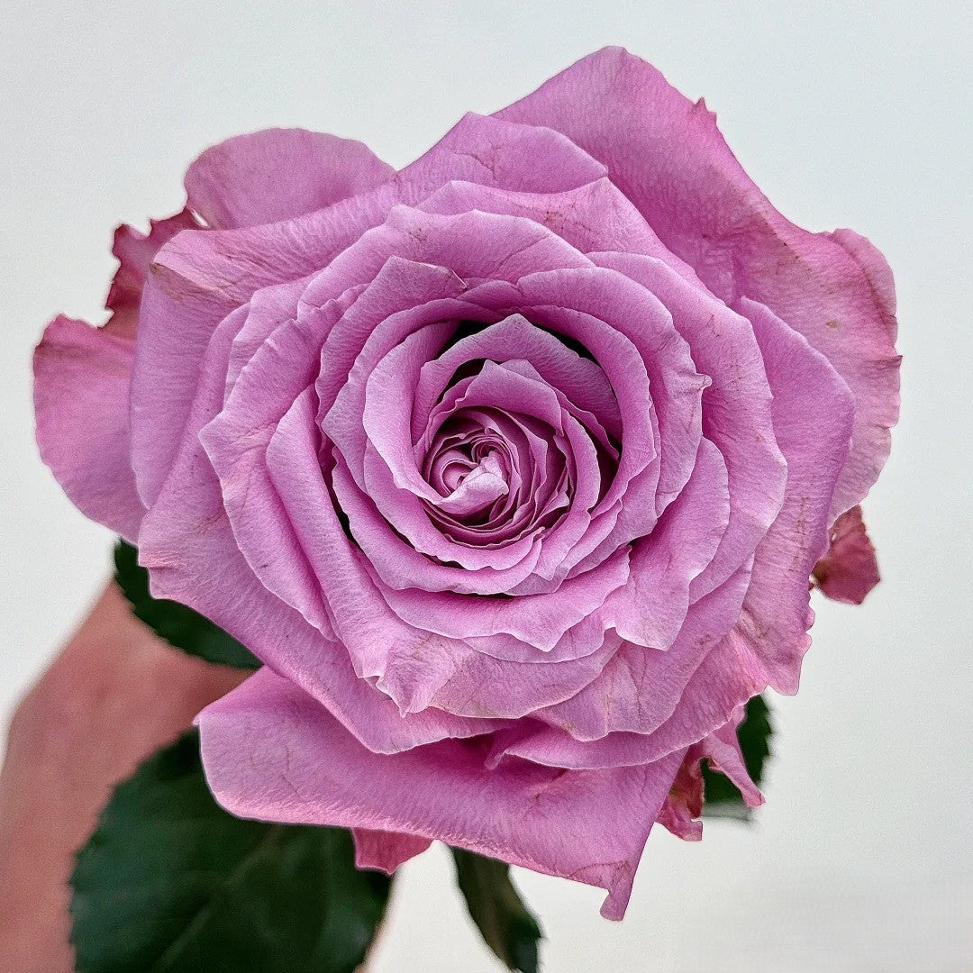 'Maritim' Shrub Rose