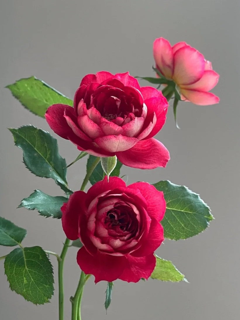 'Dominique Massad' Shrub Rose