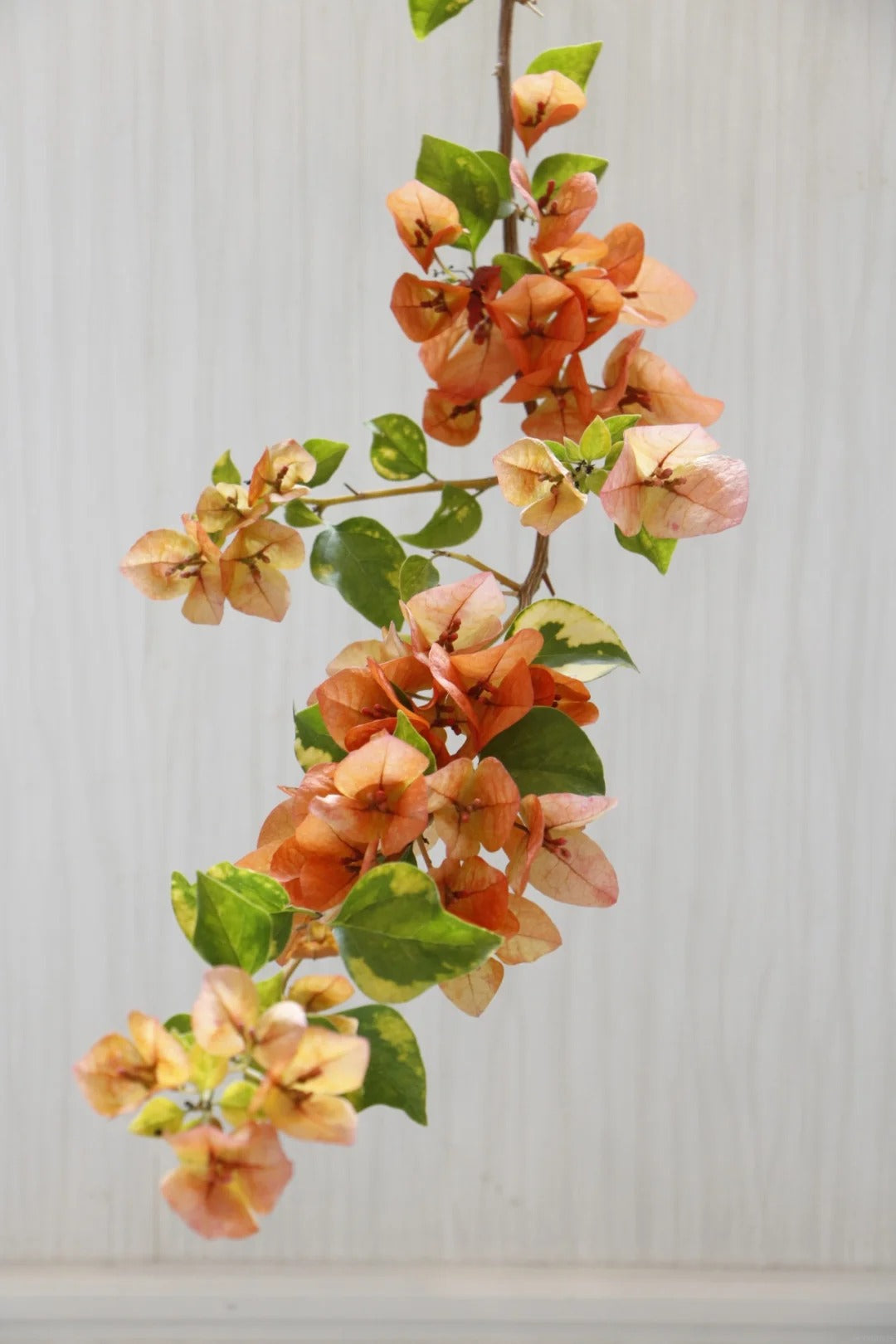 Bougainvillea 'Orange September'