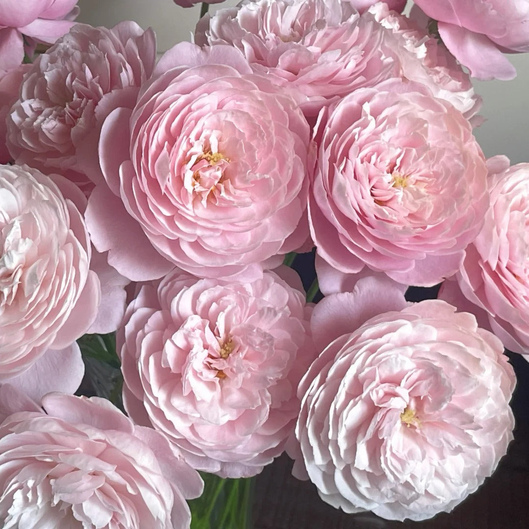 'Plume' Shrub Rose