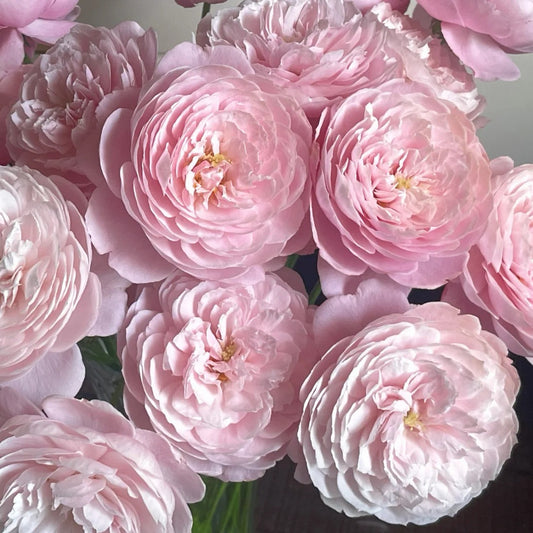 'Plume' Shrub Rose