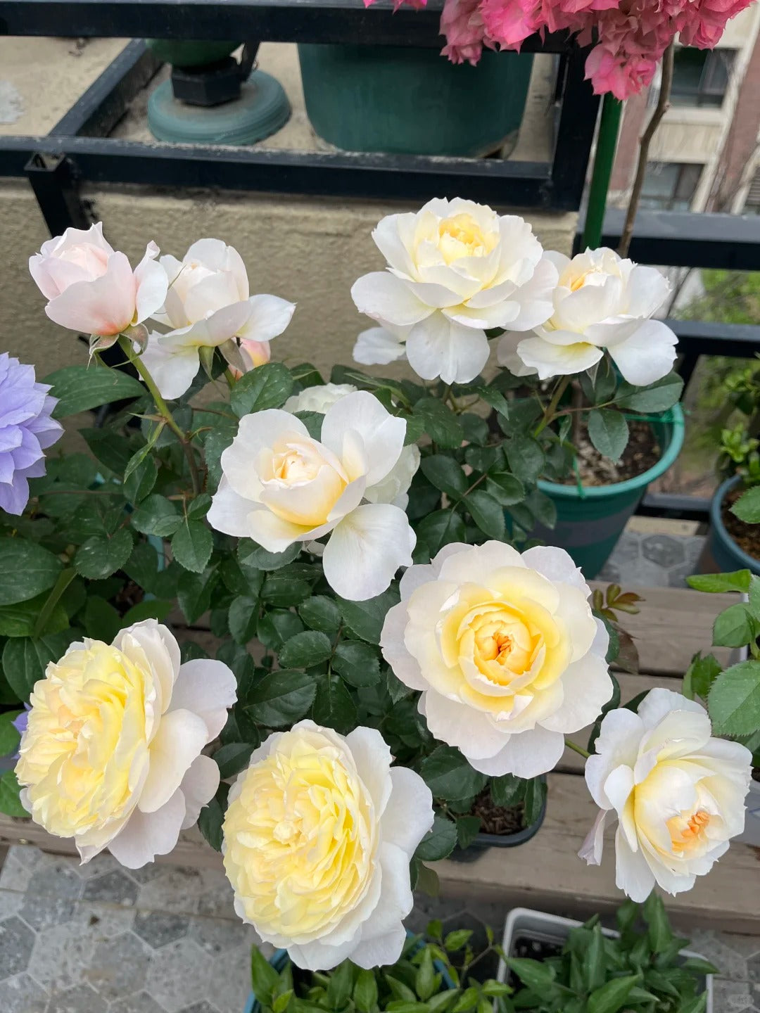 'Yingyingfen' Shrub Rose