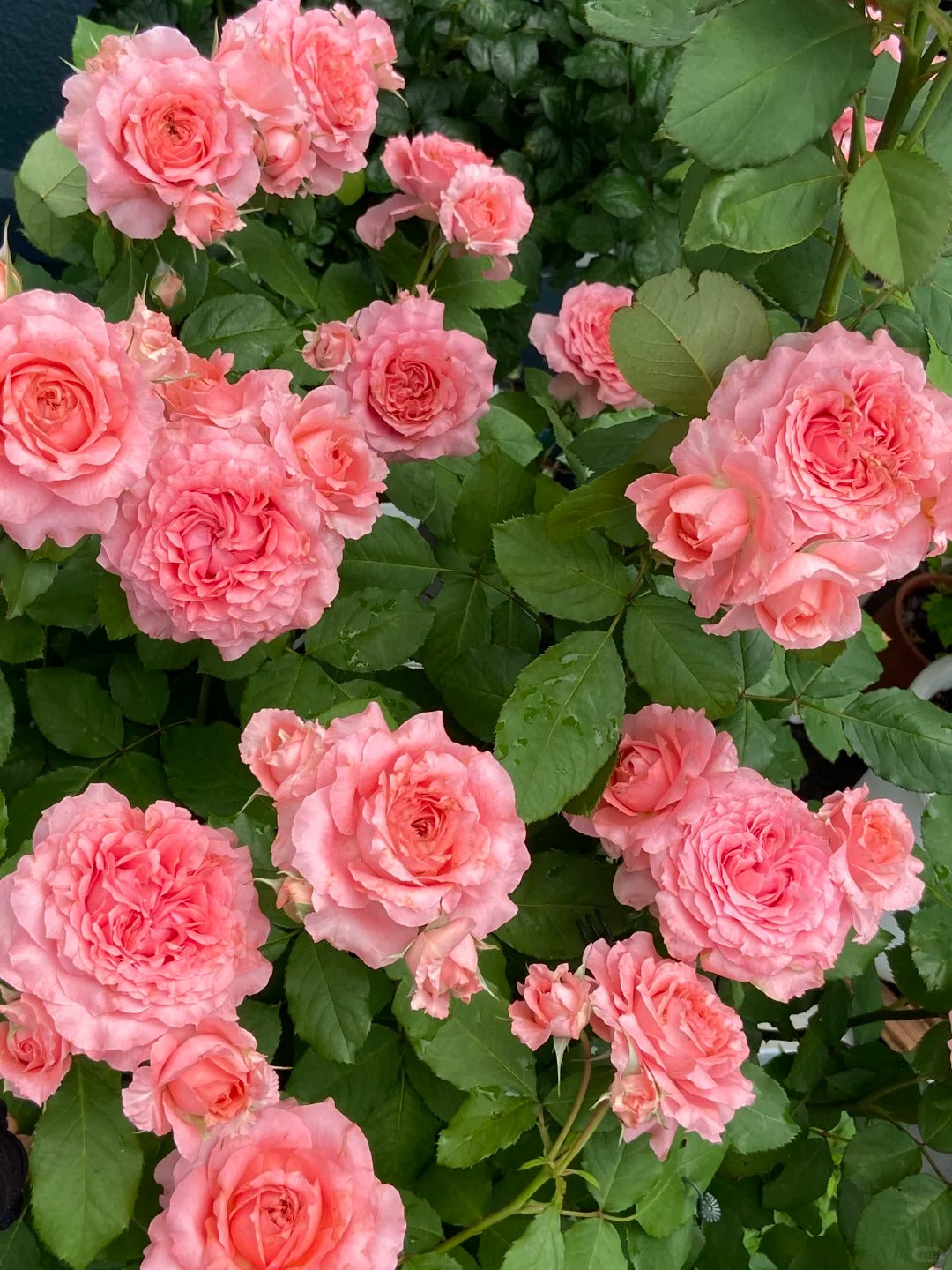 'Corail Gelee' Shrub Rose