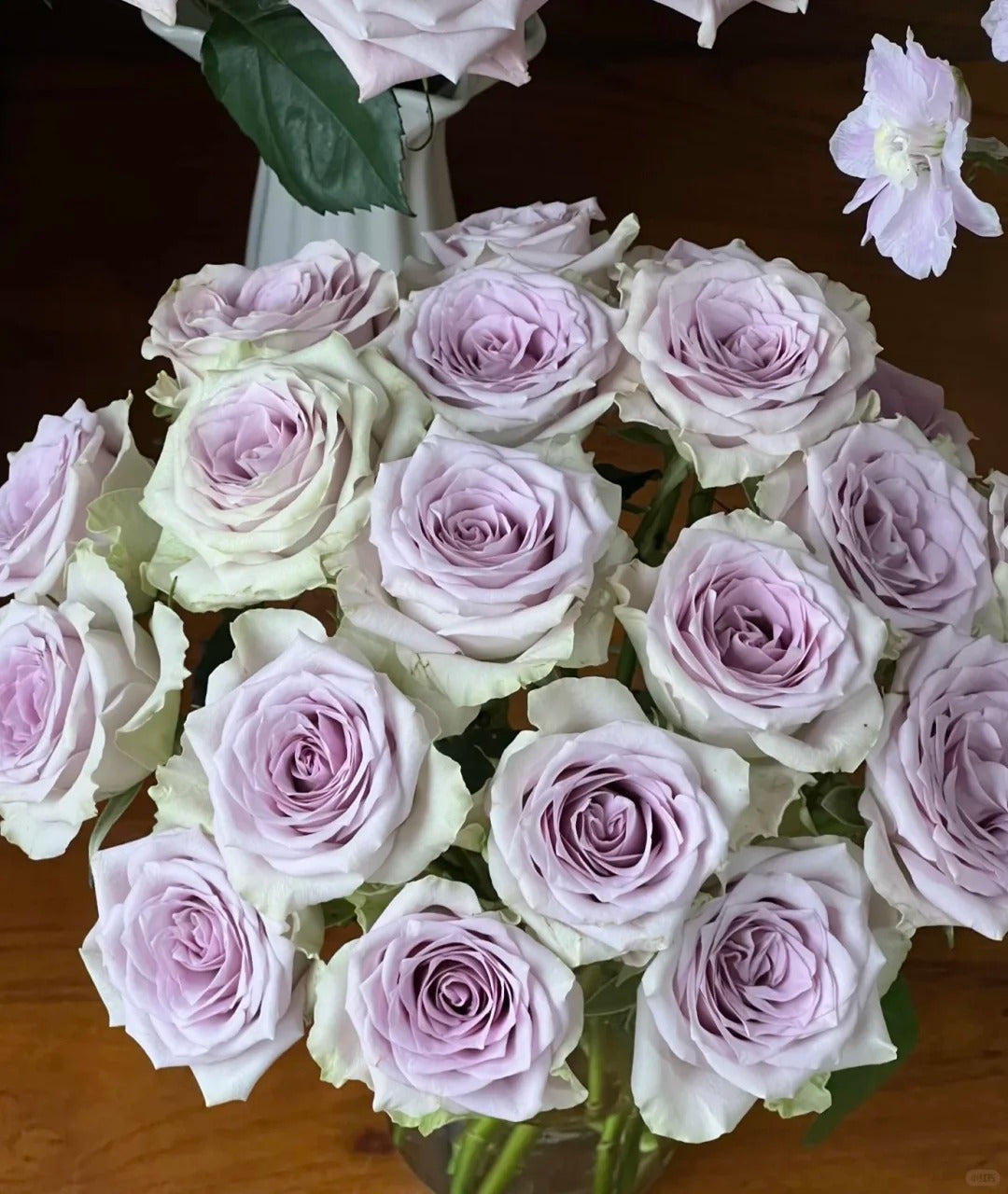 'Fifth Avenue' Shrub Rose