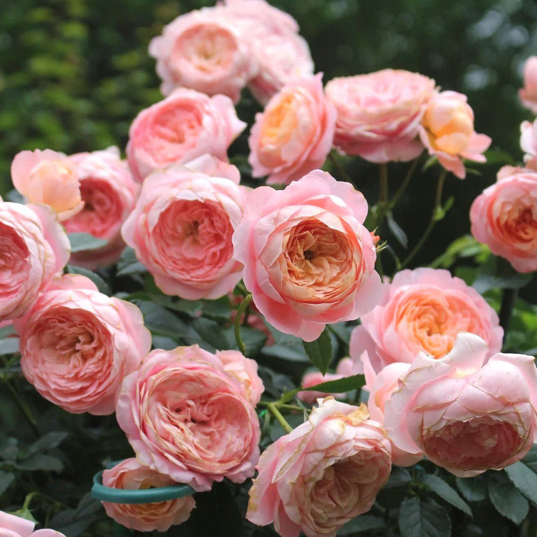 'Juzi' Shrub Rose