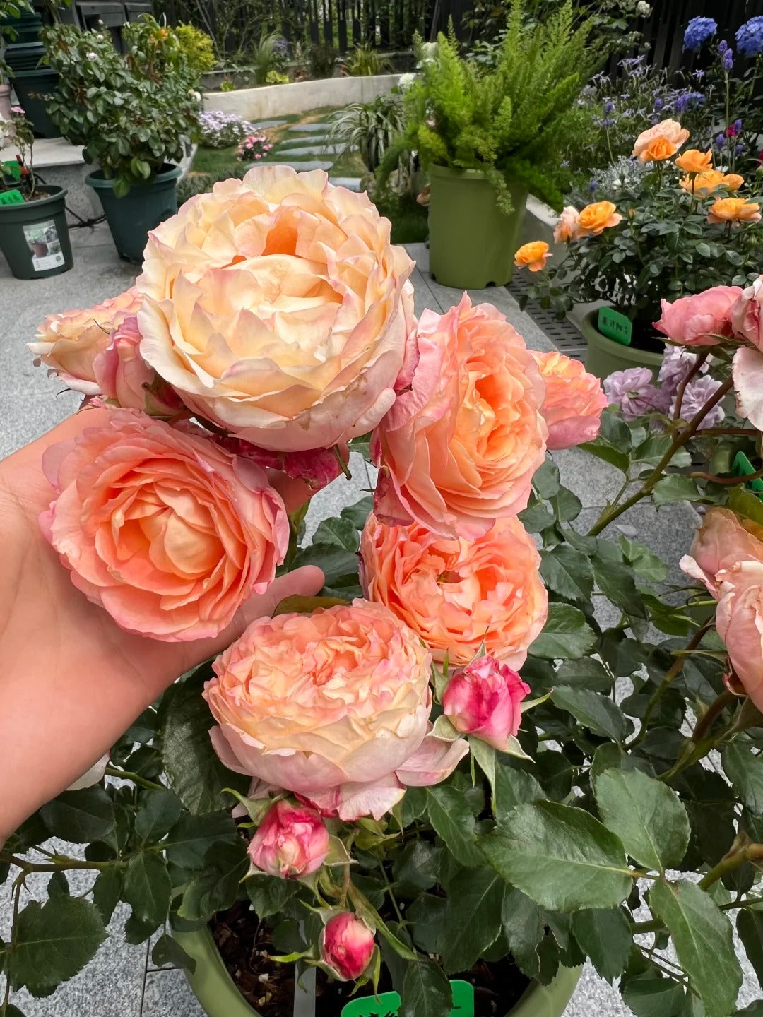 'Fire X-pression' Tree Rose 22 in