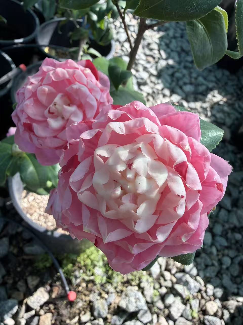 'Tsugawa-shibori' Camellia