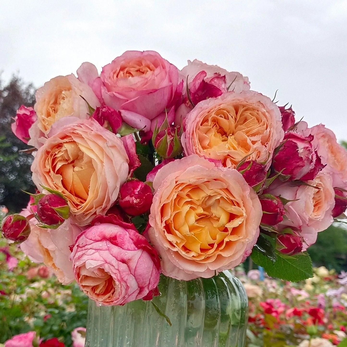 'Fire X-pression' Shrub Rose