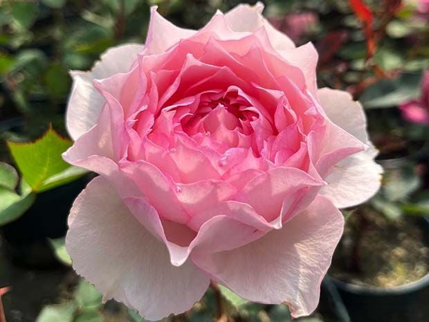 'Monique Darve' Shrub Rose