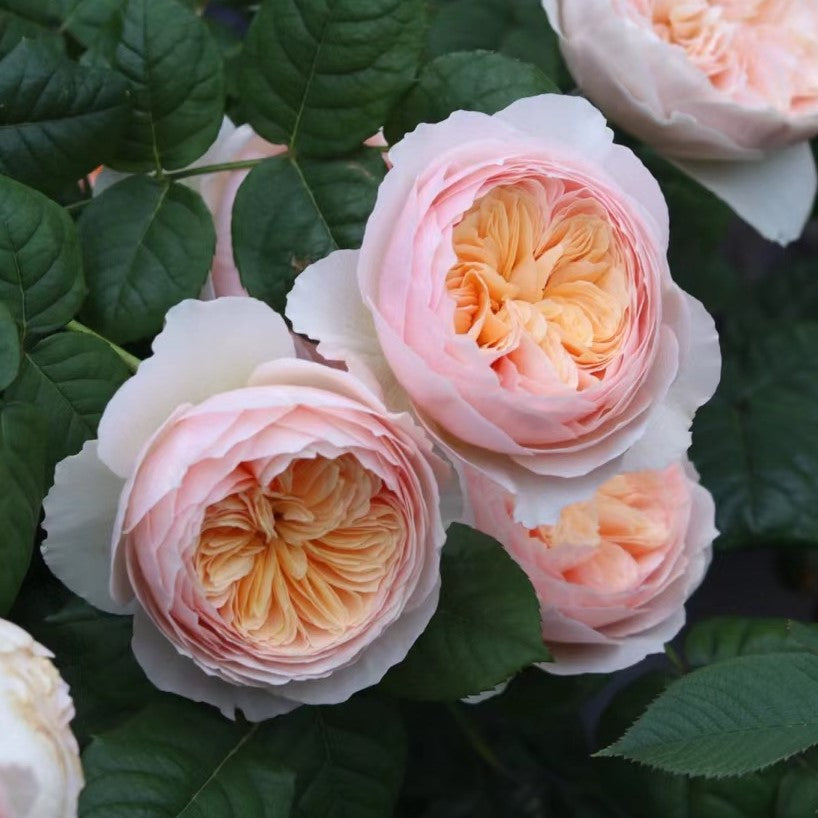 'Hanxian' Climbing Rose
