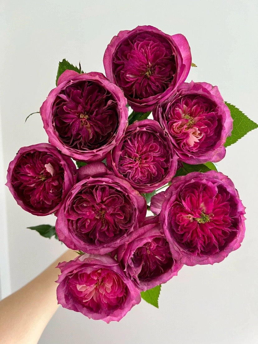 'Thierry Marx' Shrub Rose